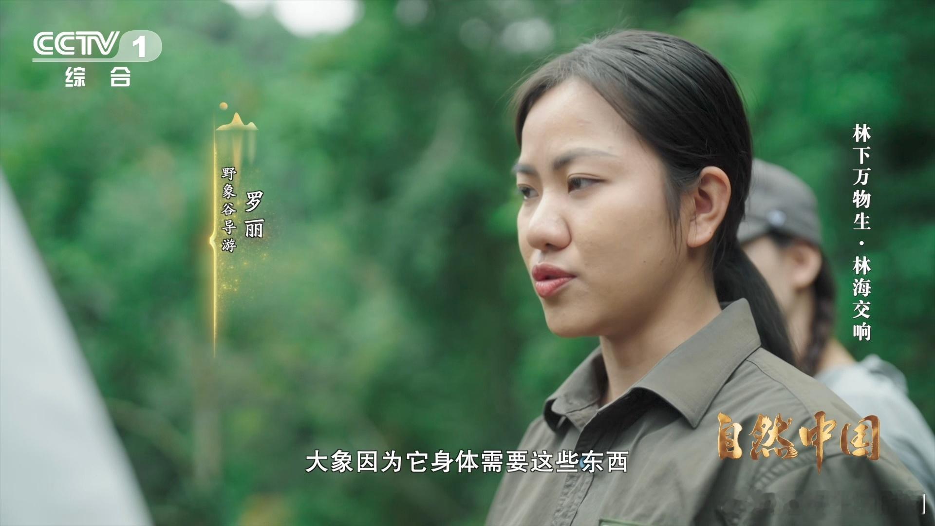 亚洲象头顶有两个聪明包云南可以在桥上看大象 野生亚洲象是大自然的精灵，“聪明包”