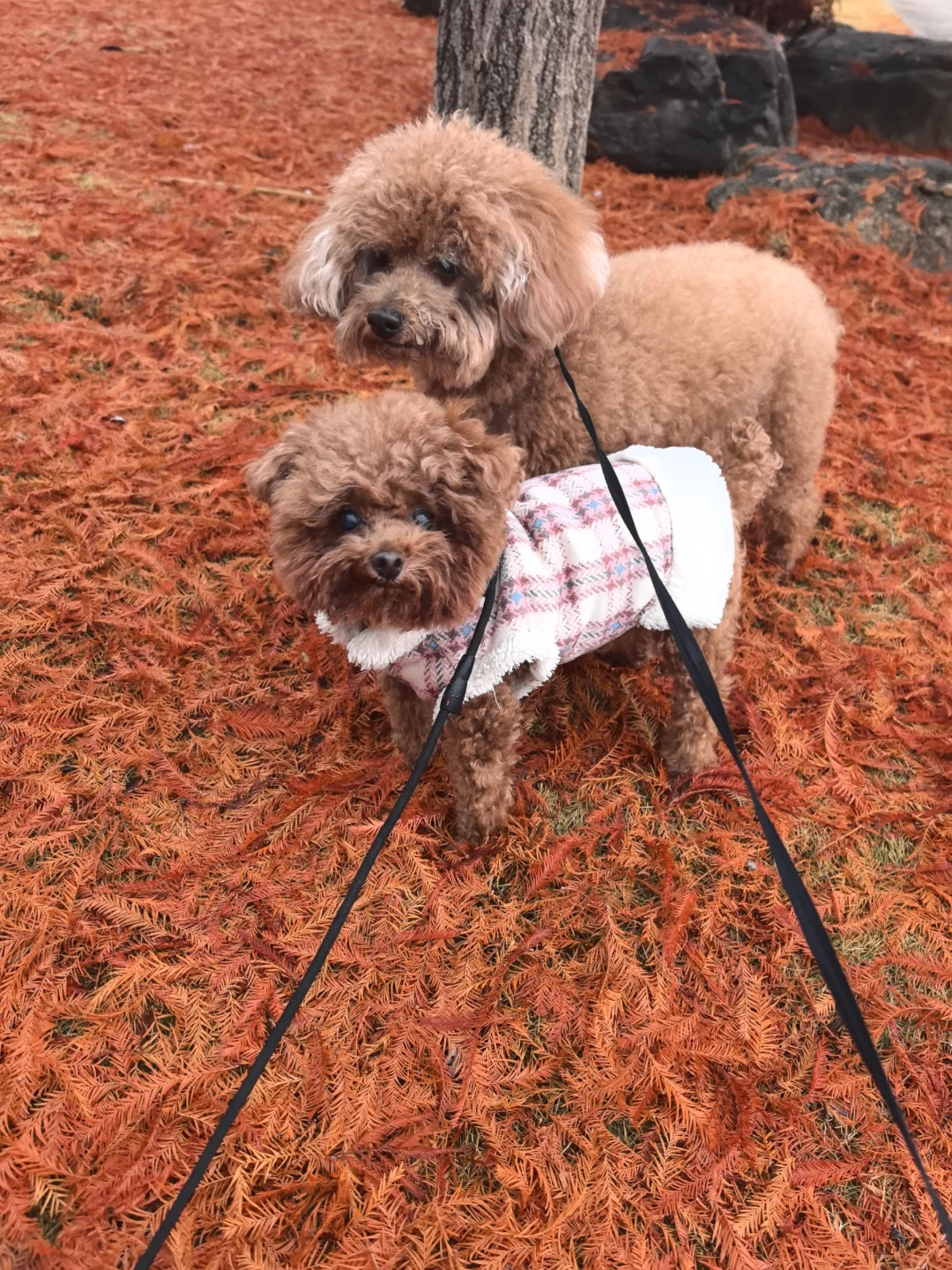 美的太不真实了