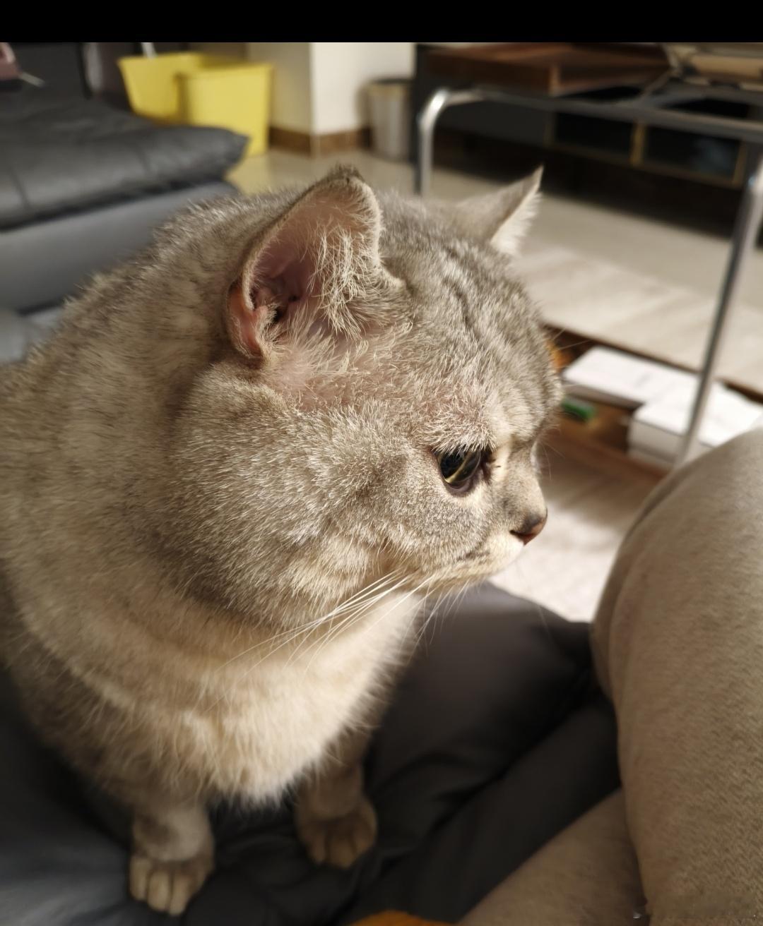 跟着梓渝晒萌宠zy梓渝是去年的12月份，因为没有能够给小猫足够好的生活而放弃，是