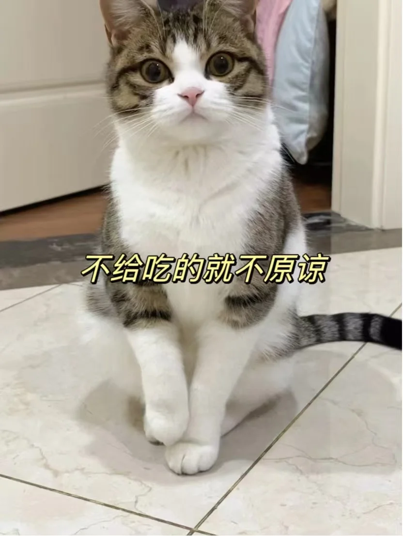 怎么办？猫咪打疫苗之后已经三天没理我了～