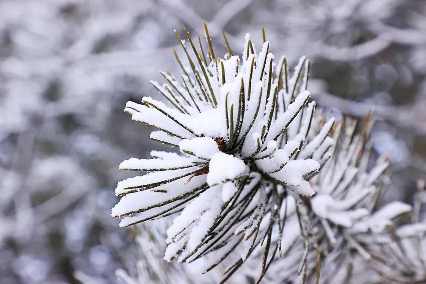 雪飘雪落雪无言