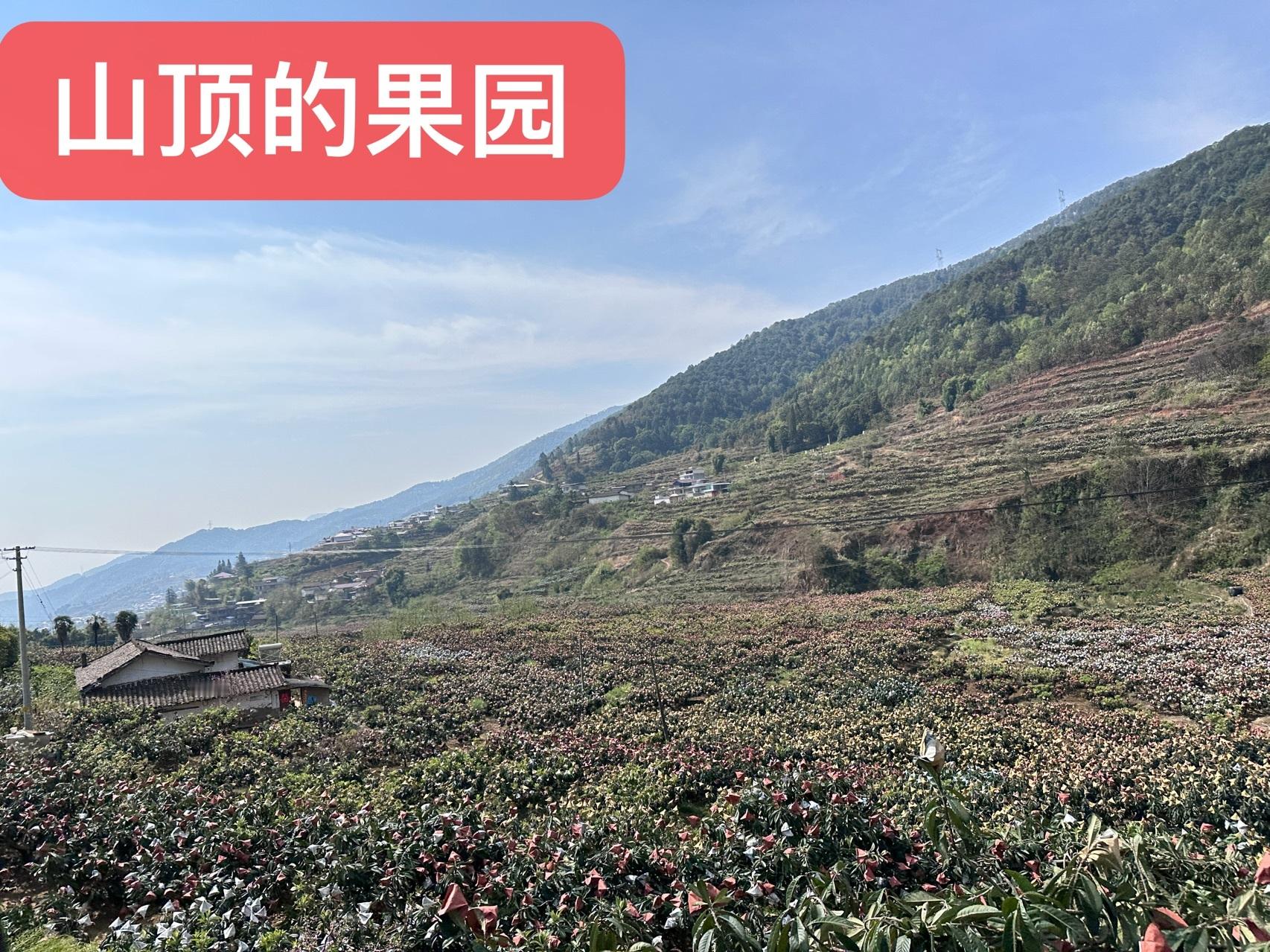 从四月开始，横断山脉的干热河谷们，进入一年中生产力最强劲的时月。今年因运输难题未