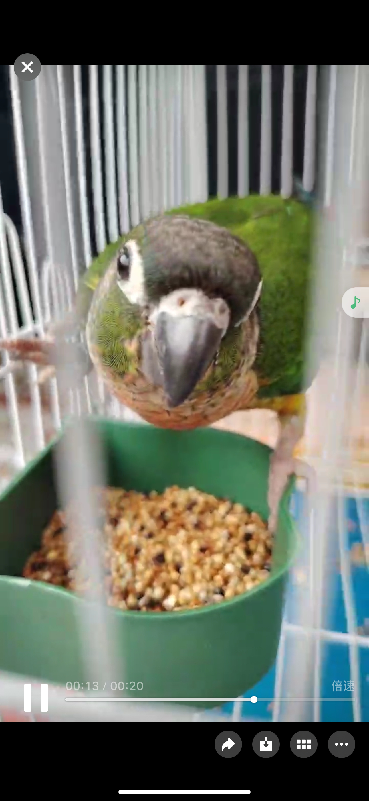 🦜：邻居我上你家蹭一天饭没毛病吧？你现在给我送回家再给我打包点鸟食。 