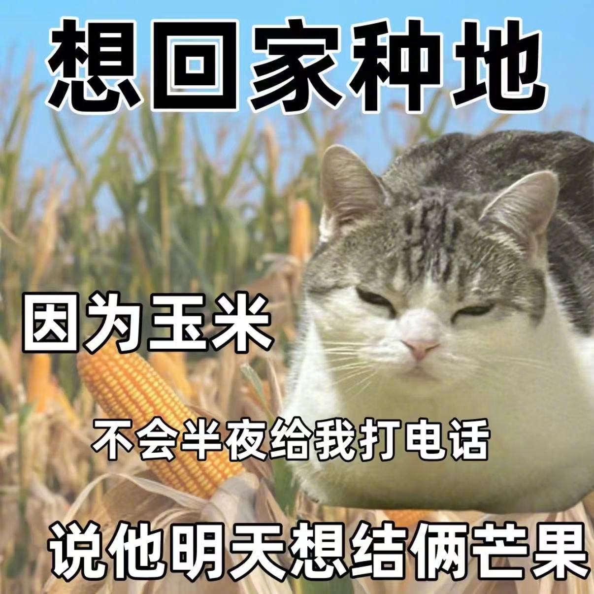 终于懂为什么年轻人想回家种地了 终于懂为什么年轻人想回家种地了生活趣事狂想曲 ​