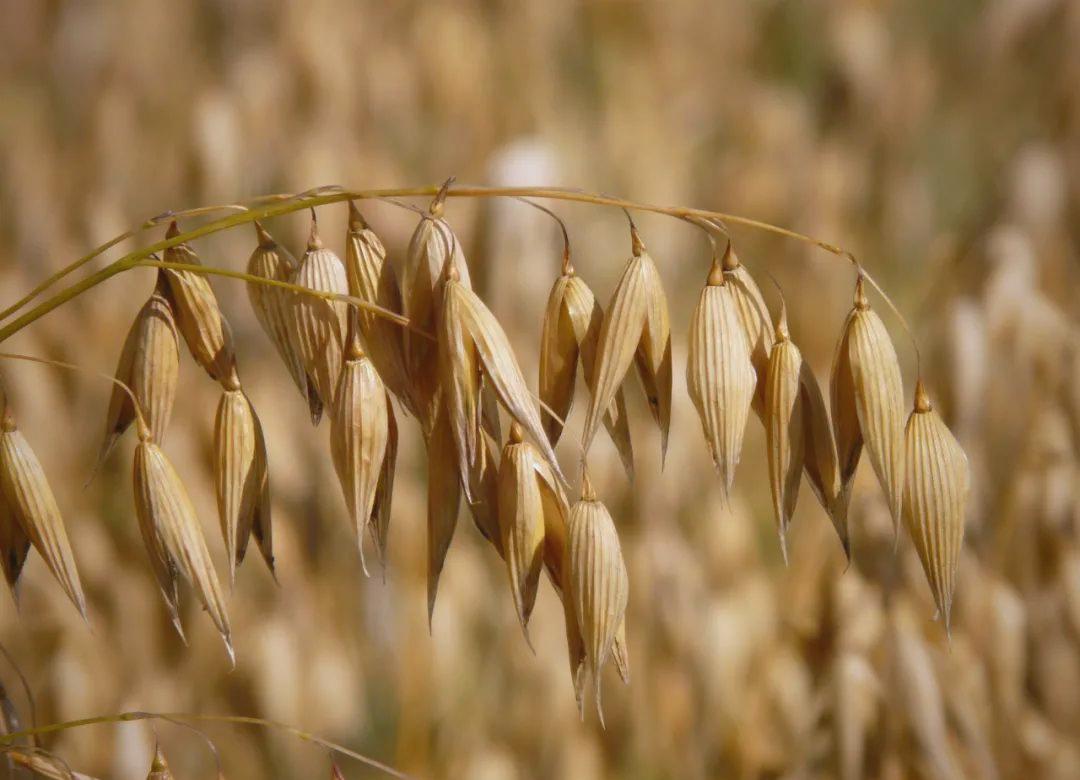 每天早上起来吃些“它”，大便顺畅一整天，浑身轻松
 
如果好几天都排不出大便，蹲