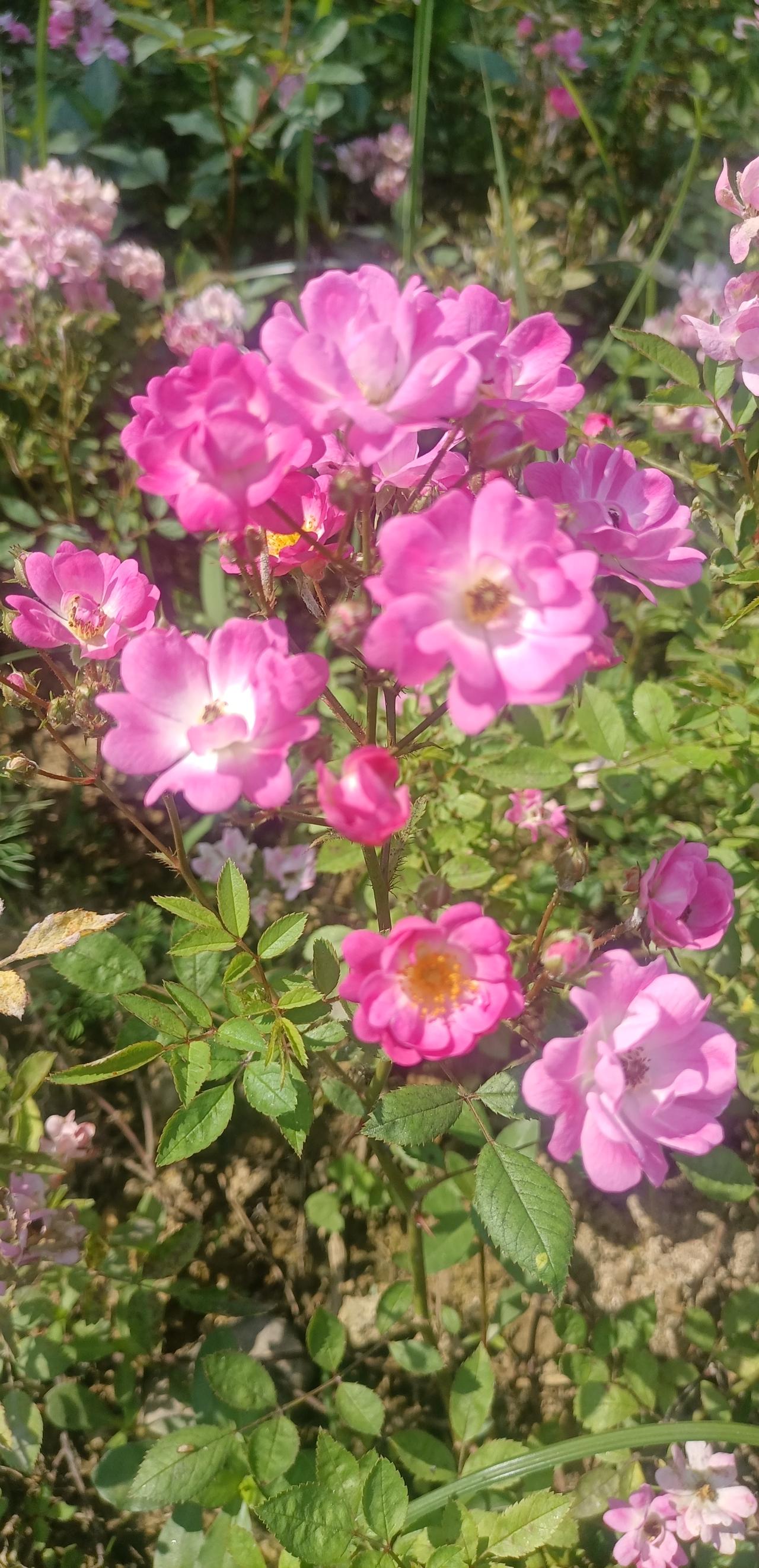 【夏之韵·“浪费”与浪漫】相册里的花花草草
生命一定要浪费在美好的事物上，这是一