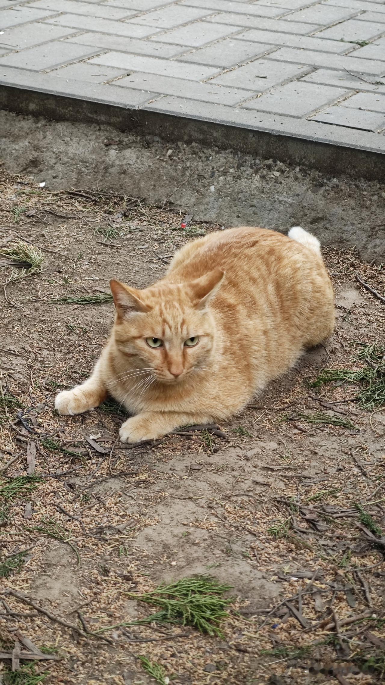 你喜欢流浪猫嘛?我从小就喜欢猫，无论家猫，流浪猫。每逢看到猫，我就会忍不住停下脚