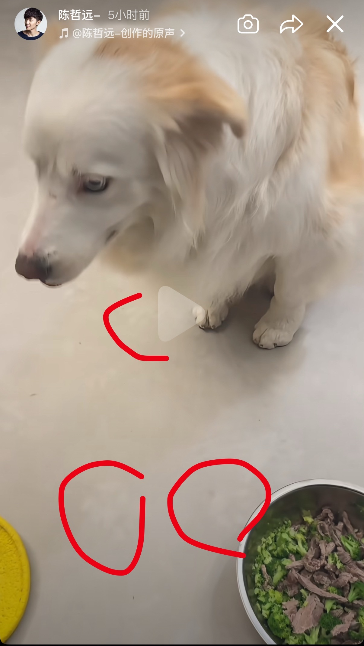 突然发现好萌啊，地上好多zanzan的小🐶爪印 