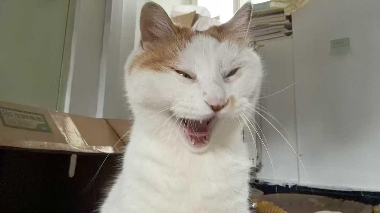 50535【丑猫】 