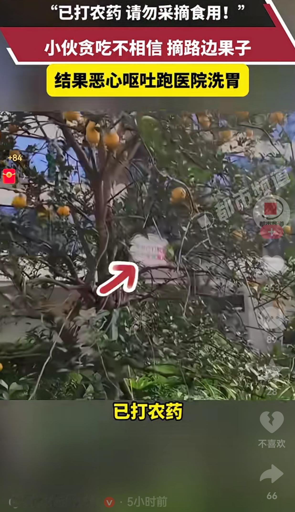 听人劝吃饱饭！近日，四川一男子在路边看到了一颗果树，上面结满了沃柑，这名小伙子嘴