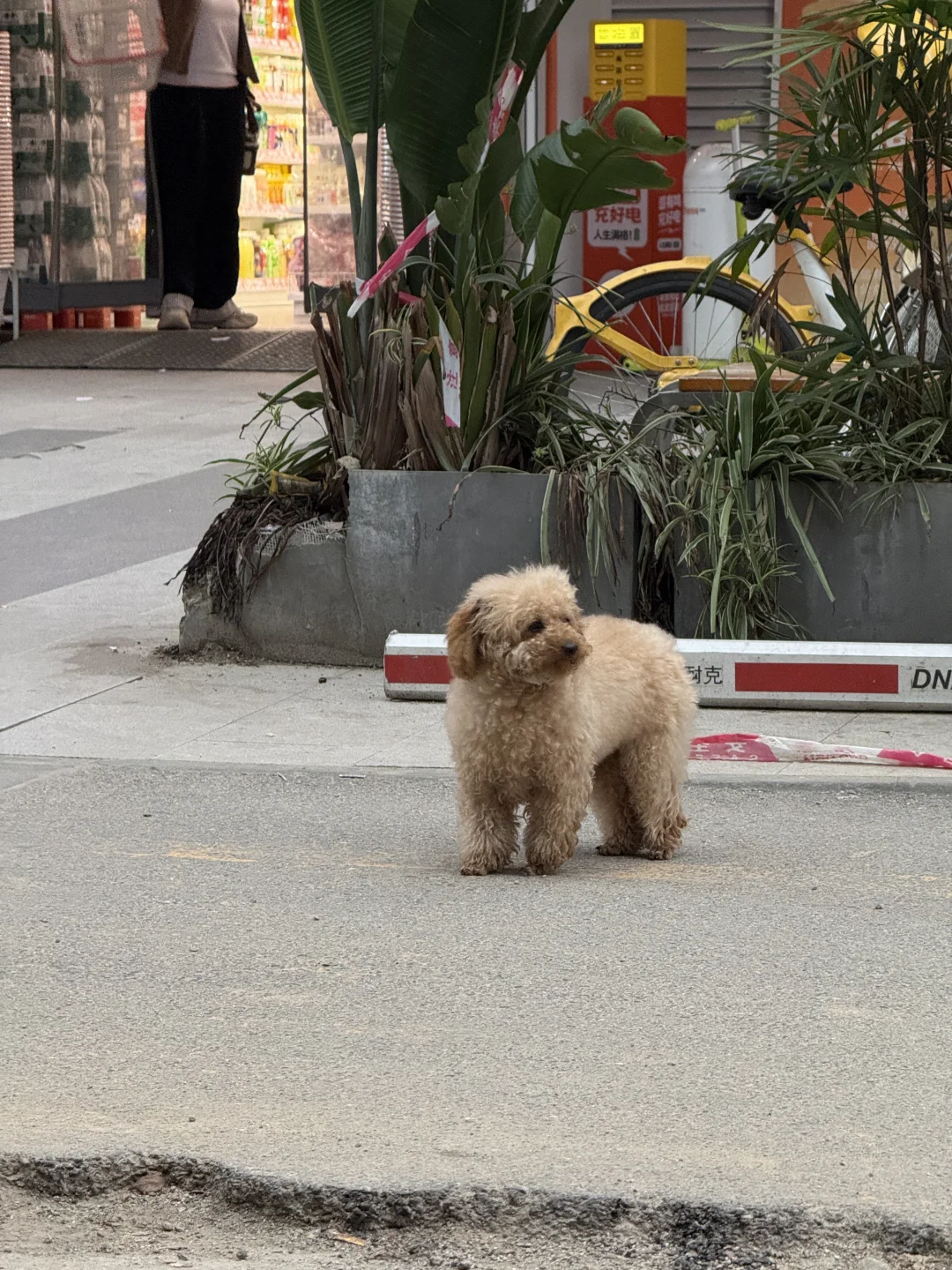 一只跑丢的泰迪