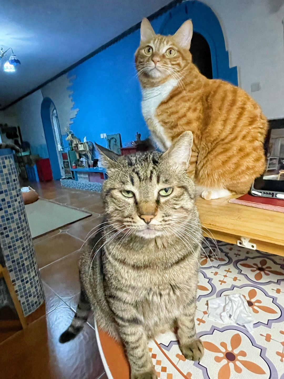 一代猫王被自己儿子打了