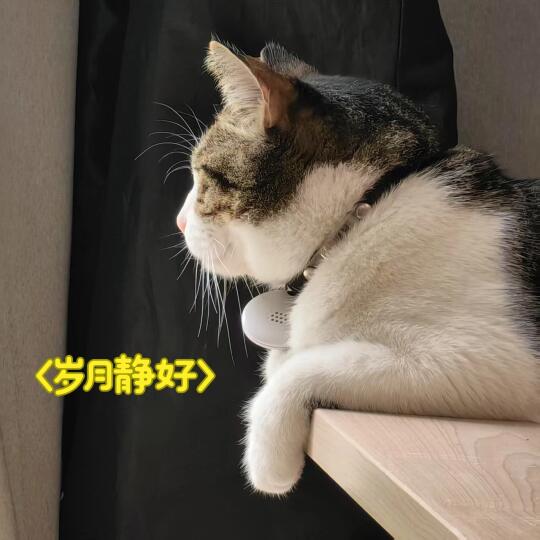 羡慕四脚兽的搬砖人