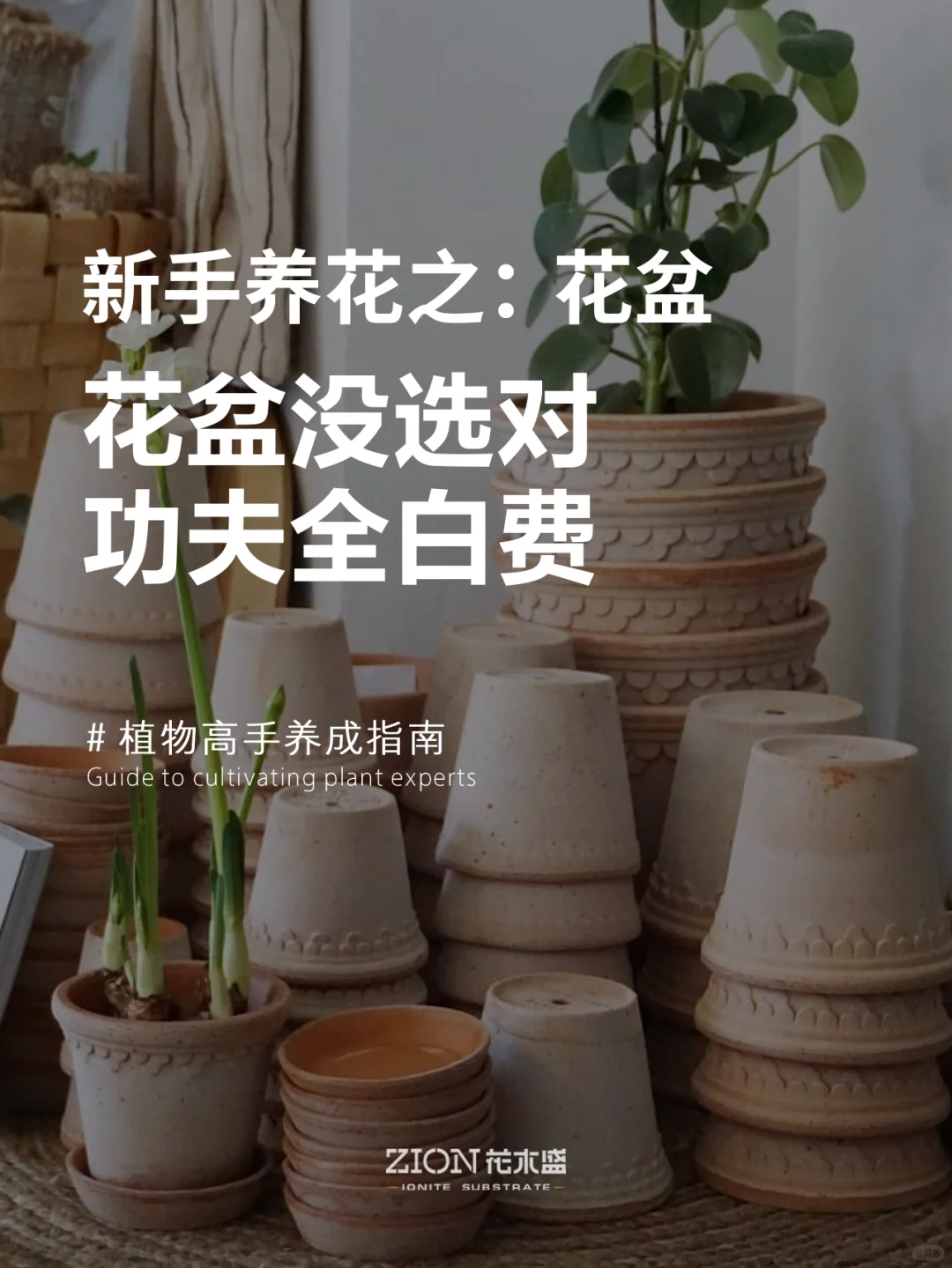 花盆没选对，功夫全白费❗新手选盆避坑干货