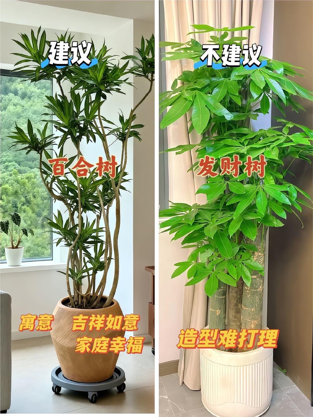 新家入住，老人必备的7款高颜值绿植。 室内绿植  绿植推荐  绿植客厅绿植 室内