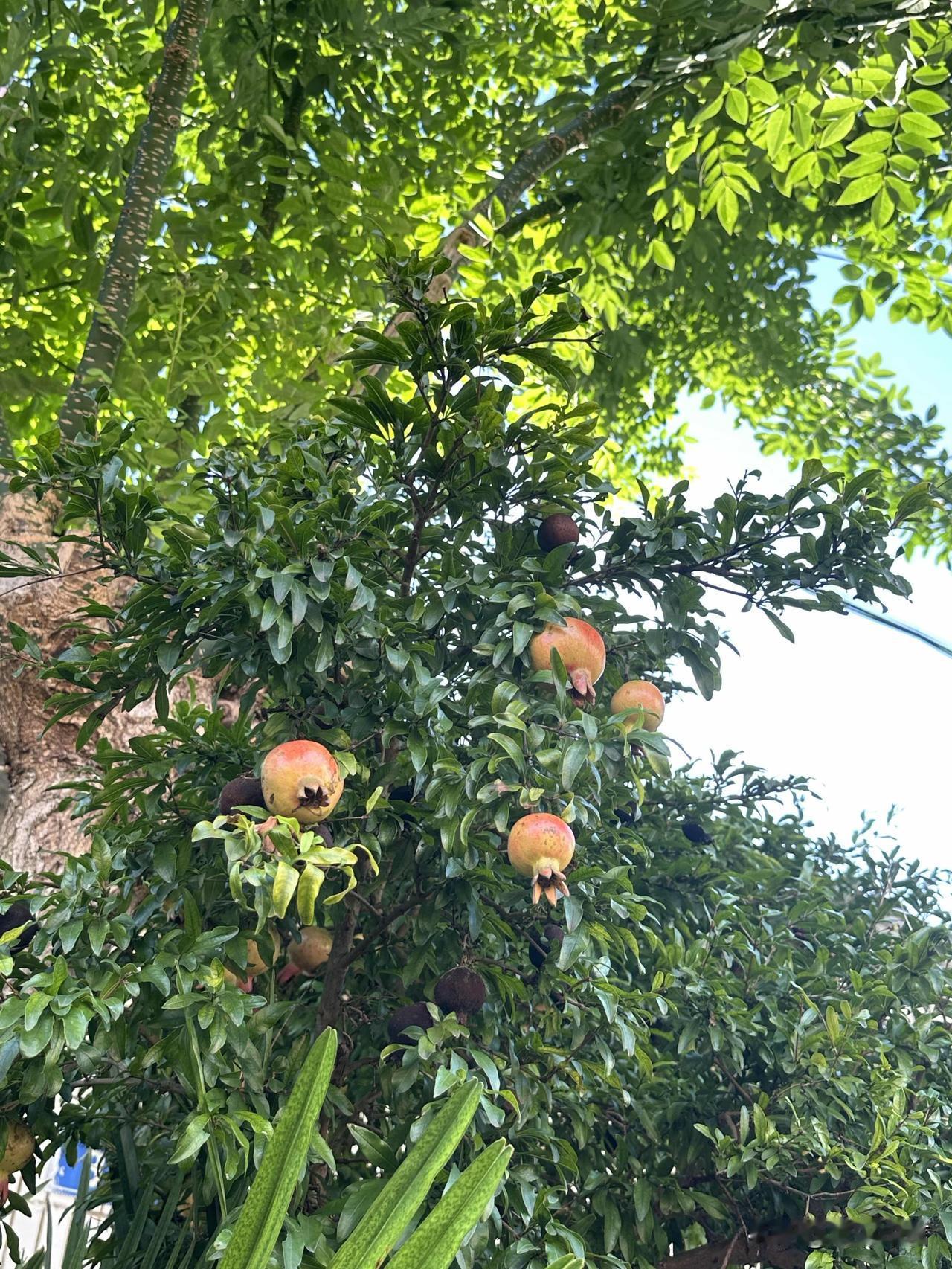 你相册里有结满果实的树吗石榴