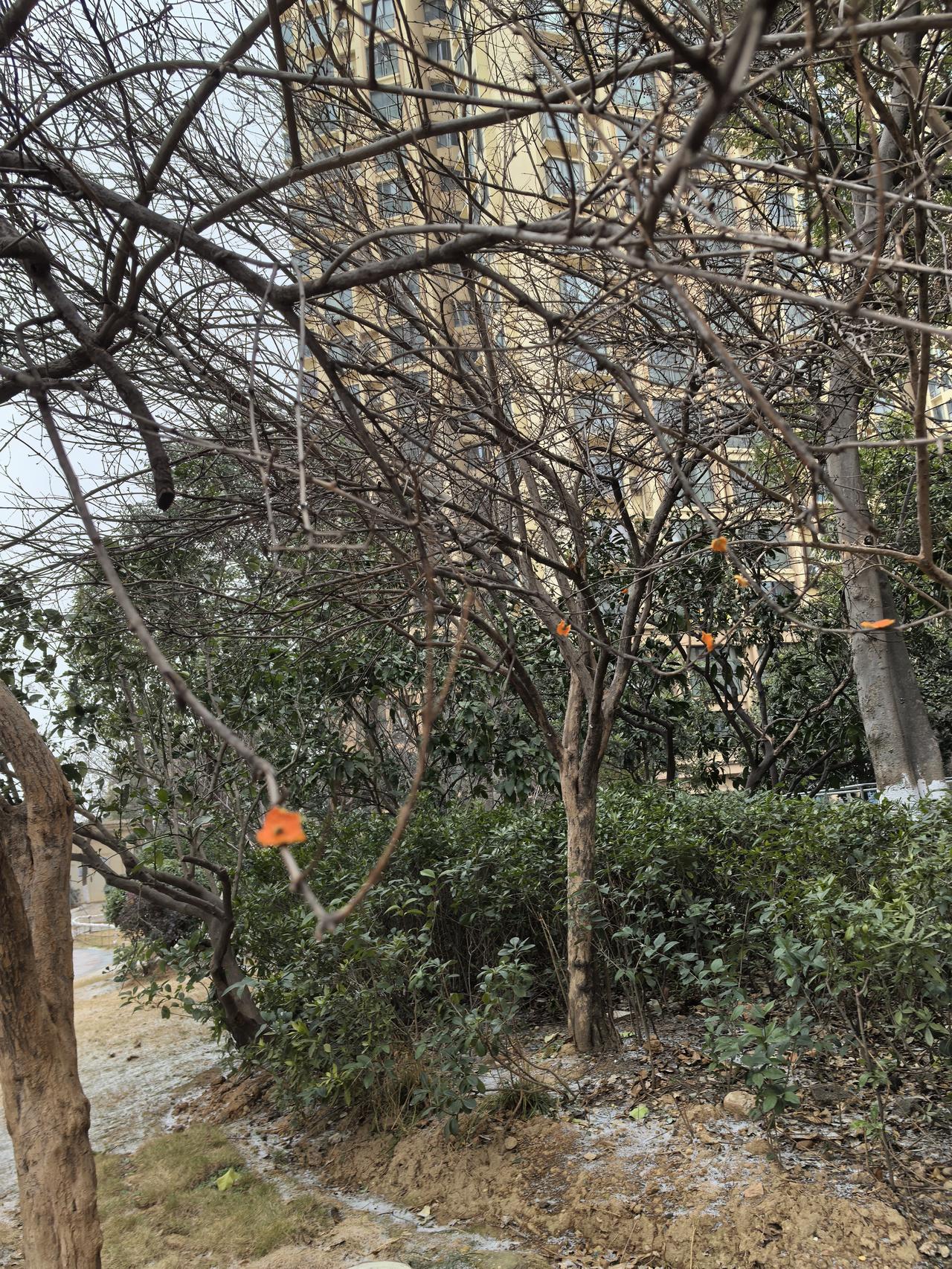 不得不说，现在的孩子们脑子好使创意多多。

今日在小区里面溜途途，寒风凛冽，满天