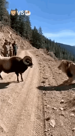 狮子被羊顶下山坡，真是太憋屈了，狮子肯定说了句他还会再回来的。