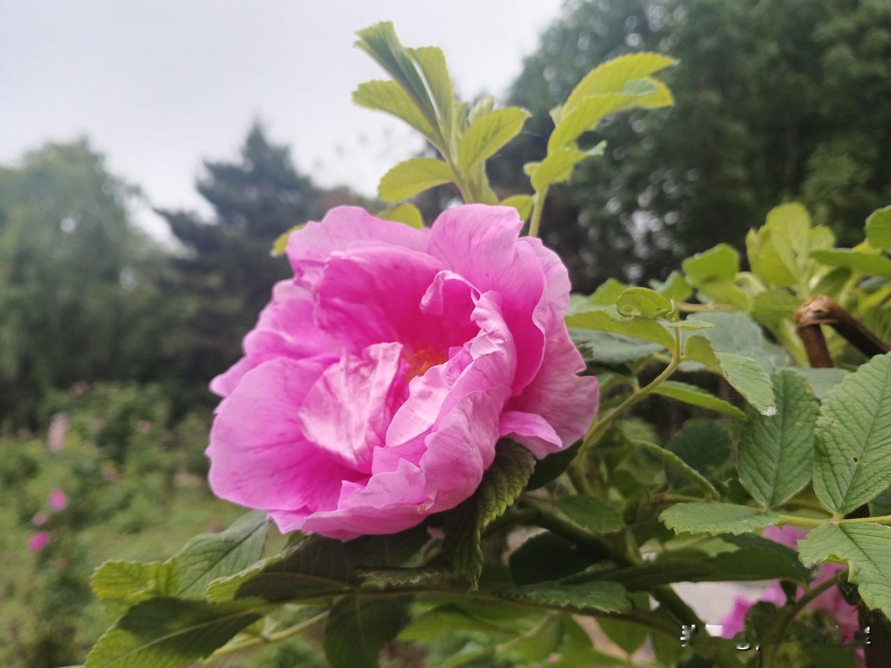 又是一年高考季
正逢高考，小学生也放假，孙女放假四天，我可以和她玩个够。
早起去