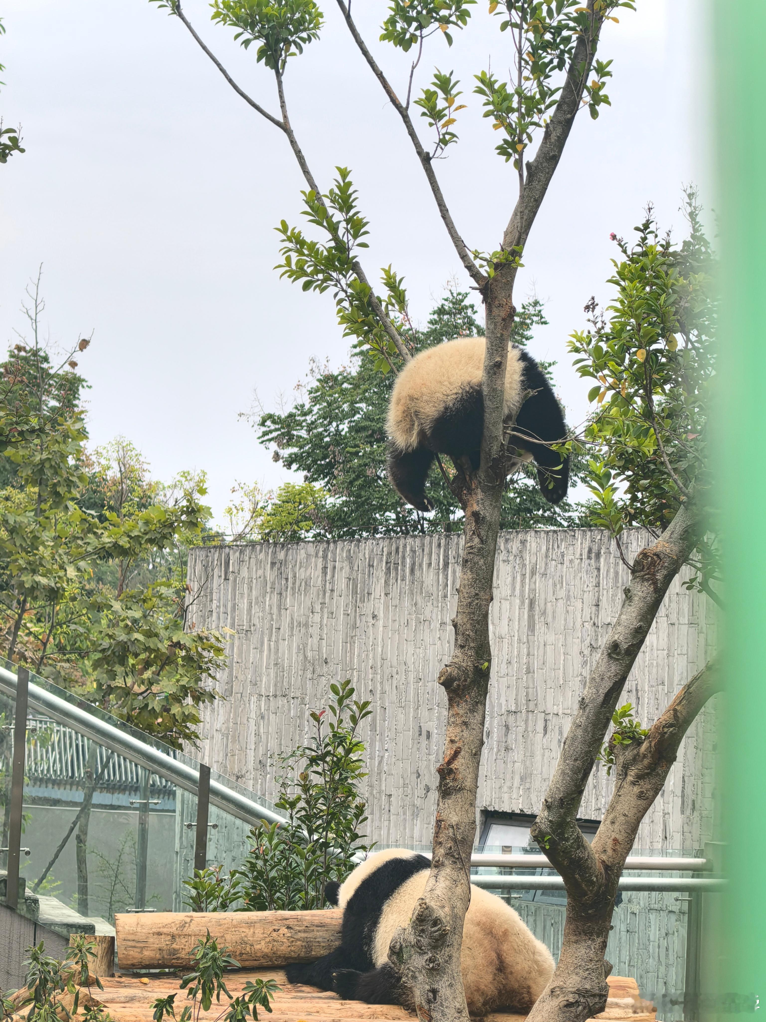 北川带崽，两个崽，拍了北川崽下树。熊猫基地如开盲盒，我本来想看下星光的文熙，和星