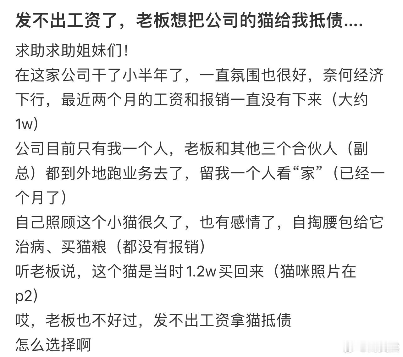 发不出工资了，老板想把公司的猫给我抵债…[哆啦A梦害怕] 