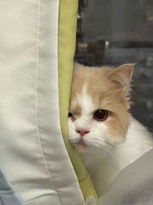 朱志鑫真是猫吧 
