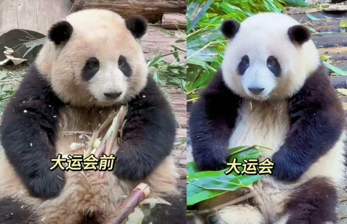 #谭爷爷说花花不是洗白的# 🐼花花自己美白了[嘻嘻] ​​​