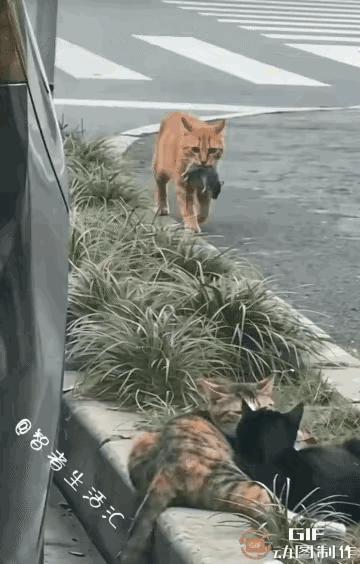 太伤自尊了！一只大橘猫逮到一只老鼠，老鼠肥的让黄猫满心欢喜，它叼着老鼠，尾巴轻快