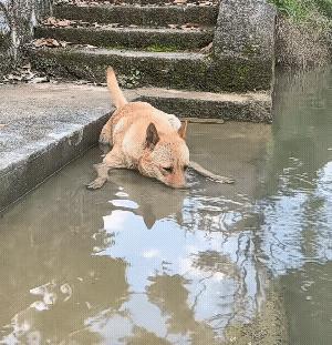 又拍到我家的狗狗吹泡泡啦！是不是都羡慕它这份无忧无虑 ～