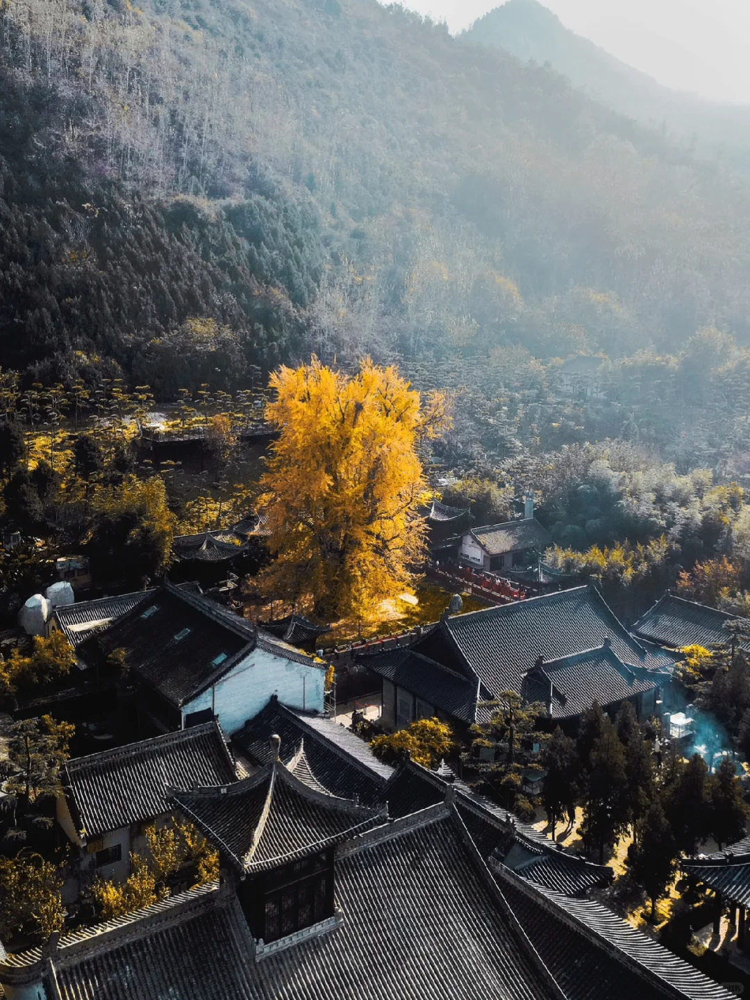 全网都在等一棵树变黄🍁唯一缺点西安限定❗️