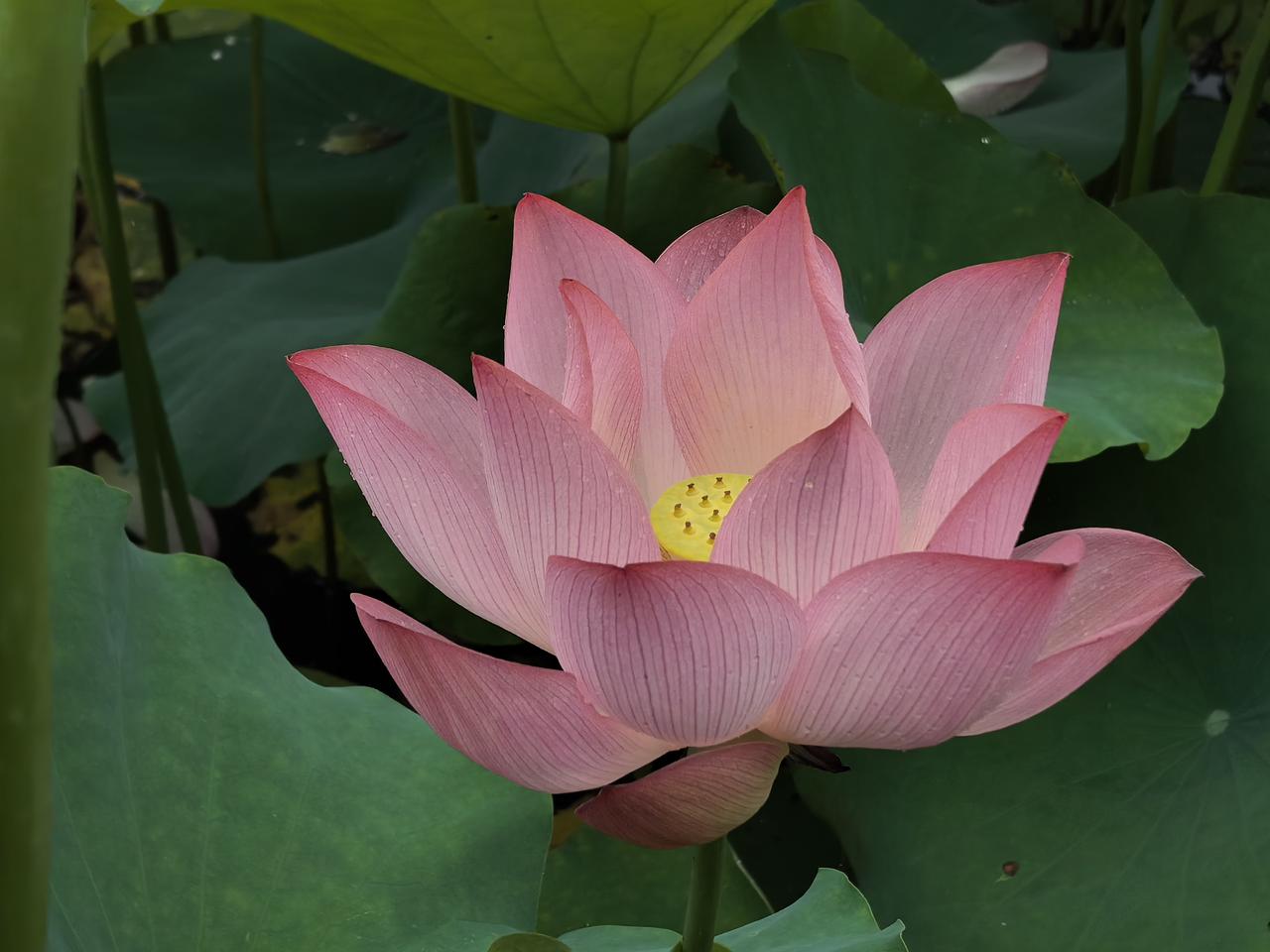 荷花组图（七）