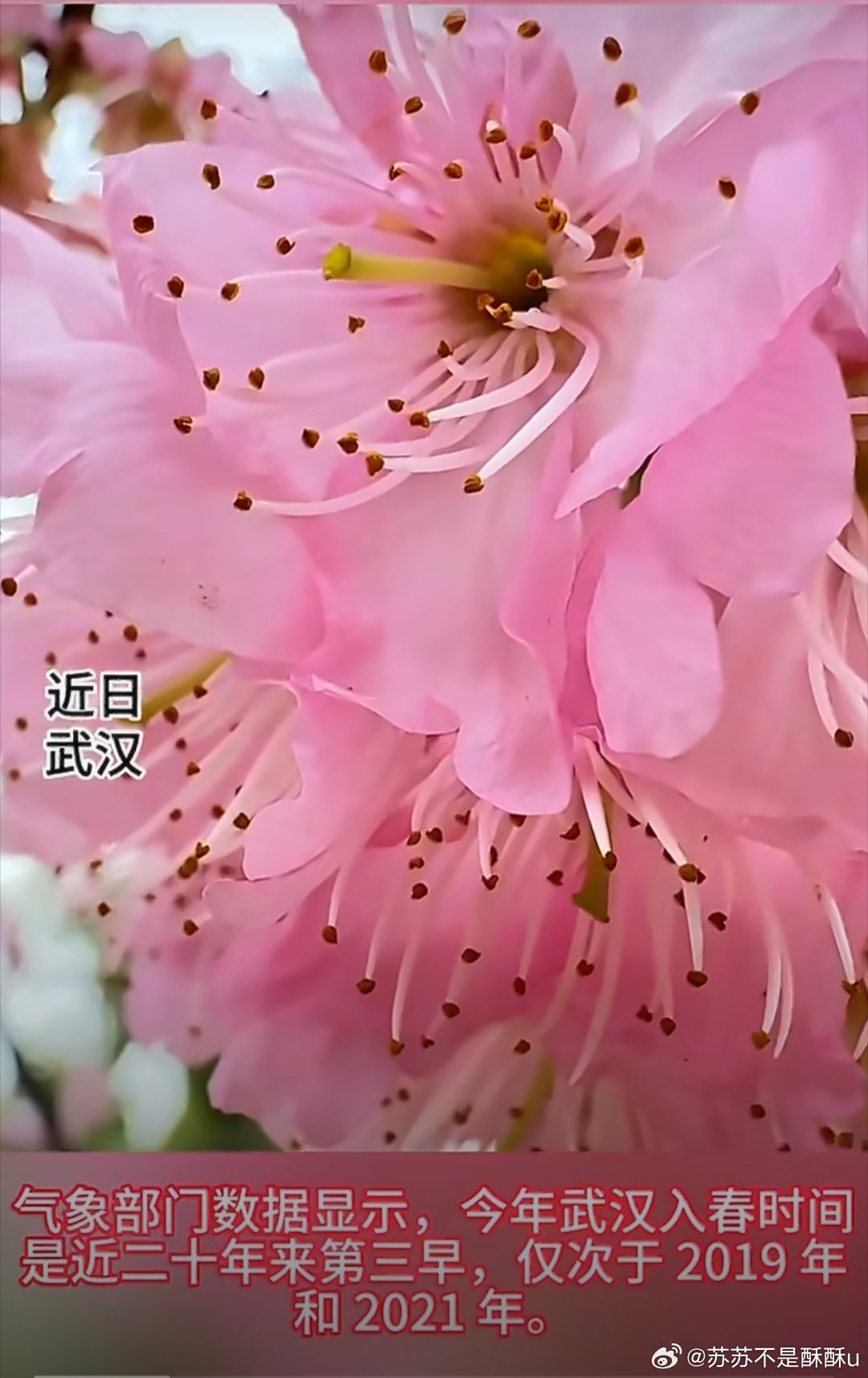 武汉樱花提前半个月开爆了暖冬催开早樱潮，武大、东湖、龟山、解放公园粉霞满枝，速收