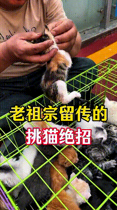 老一辈留下来选猫法子，真不是瞎糊弄！拎住小猫后脖梗一看就明白。
腿蜷着跪拜，猫咪