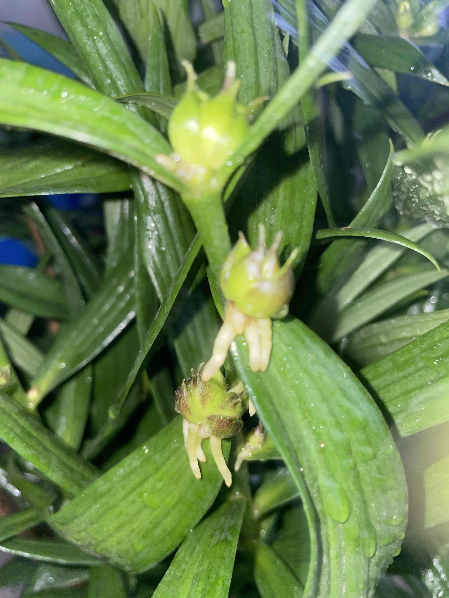 分布在百合顶端或叶腋处的珠芽，就是小百合