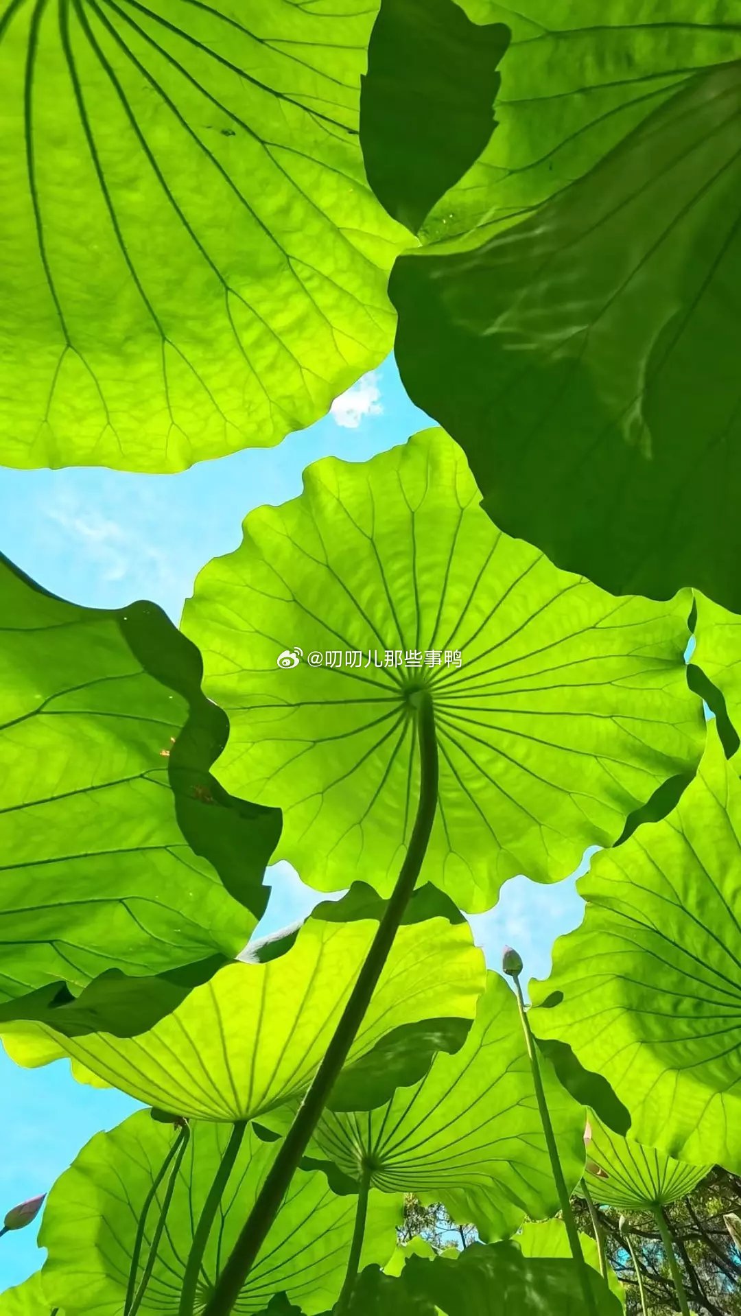 今日🈚投稿，大家早早早鸭~周末愉快[送花花][送花花] ​​​