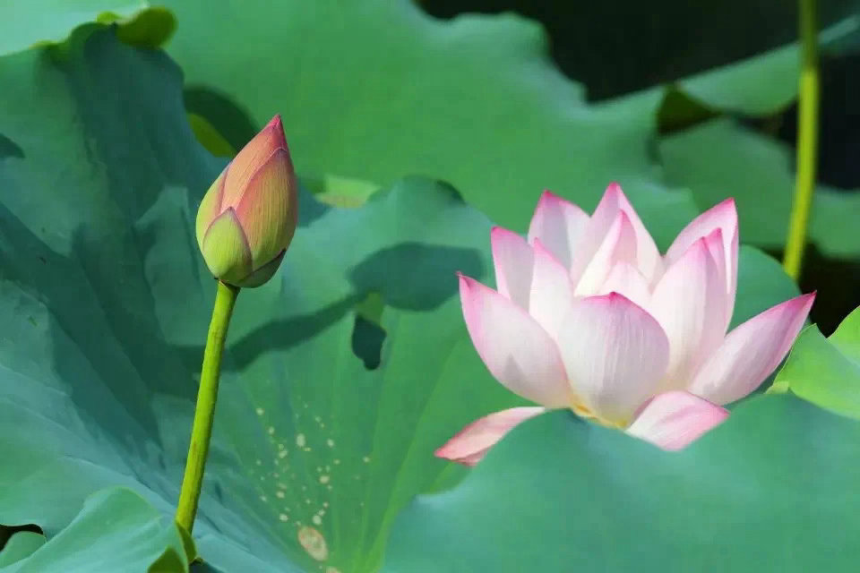 家，不是战场，不需要摇旗呐喊，论谁胜败；家，不是棋盘，不需要小心翼翼，处处提防。