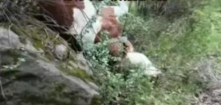 6 月 19 日傍晚，甘肃张掖焉支山景区发生一场让人十分惋惜的意外，一群黄牛跟着