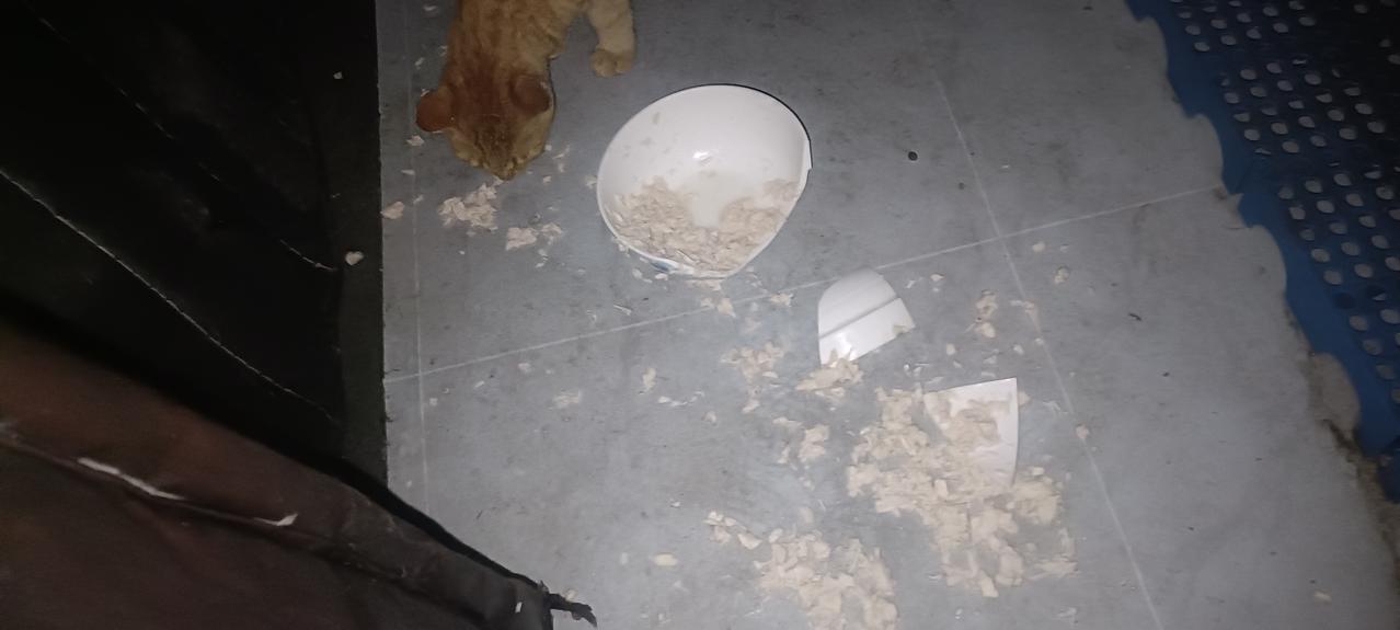 今天是个刮风下雨天，也是两天给流浪猫吃一次鸡脯肉的日子。

去平台猫屋放鸡脯肉，