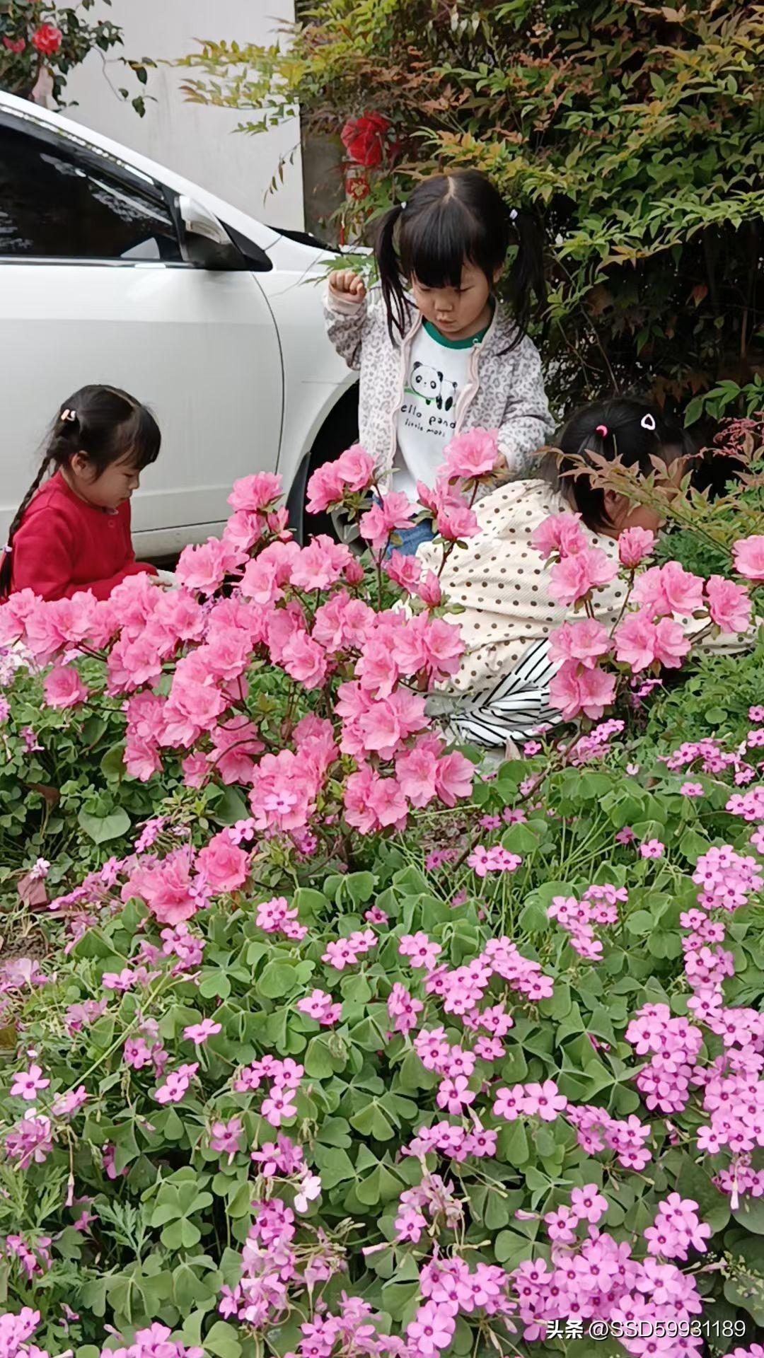 每年一到这个季节各种鲜花竞相开放，大人不知道喜不喜欢，孩子们是个个的爱不释手啊！