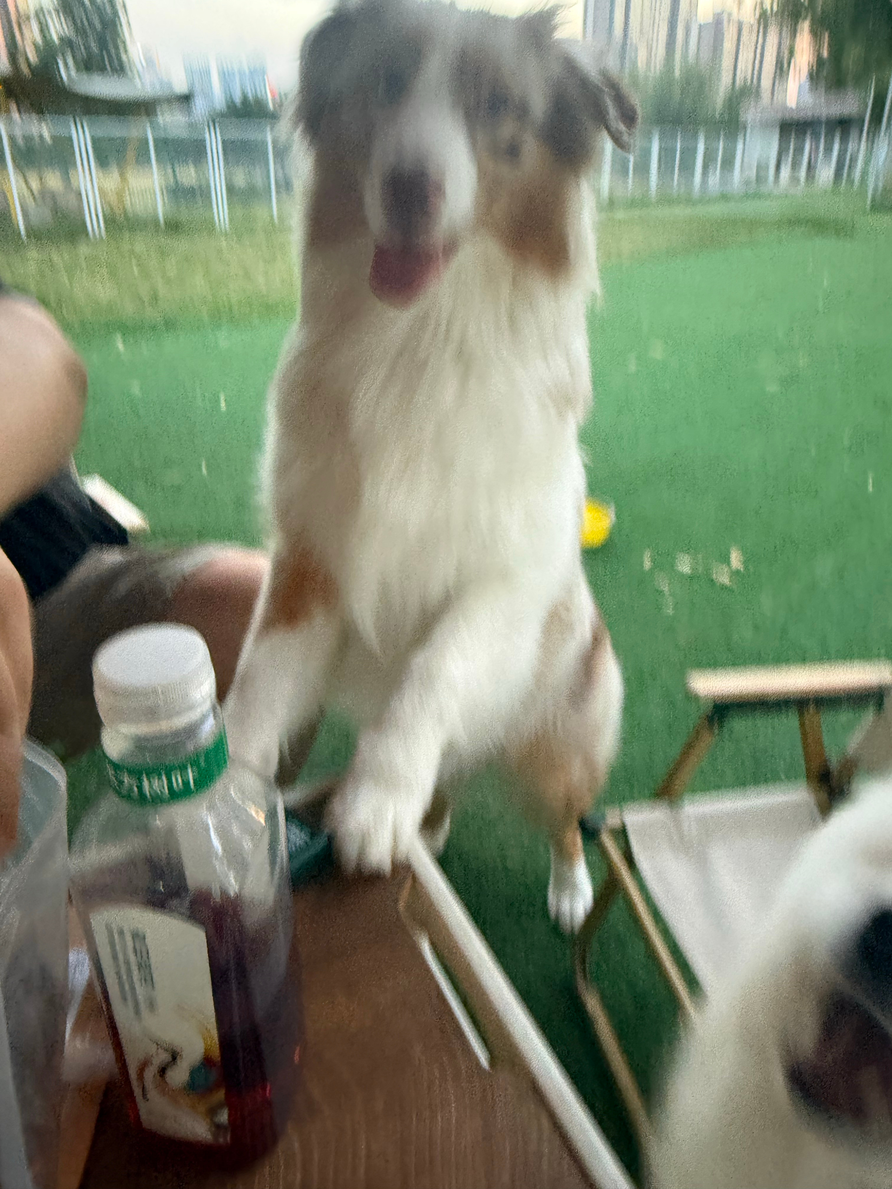 这个live笑死我了，那个小猪蹄倒腾的，很怕别狗吃了她的小零食！ 