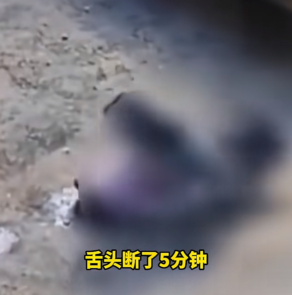眼镜蛇断头5分钟后把人咬成重伤原来老一辈人说的，断头蛇会飞起来咬人，也不是无根据