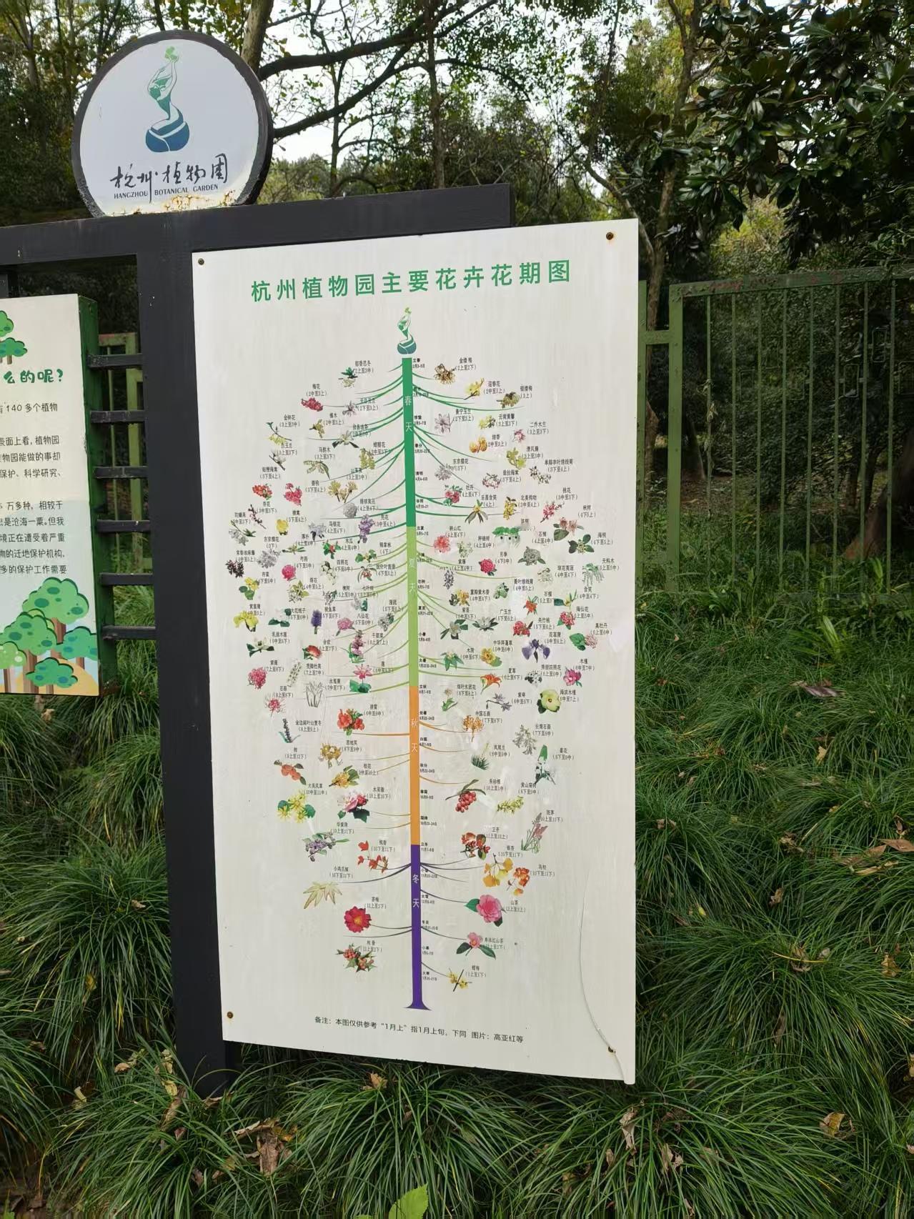 10月29日，2025第五届长三角菊花精品展暨杭州第十一届菊花艺术展在杭州植物园