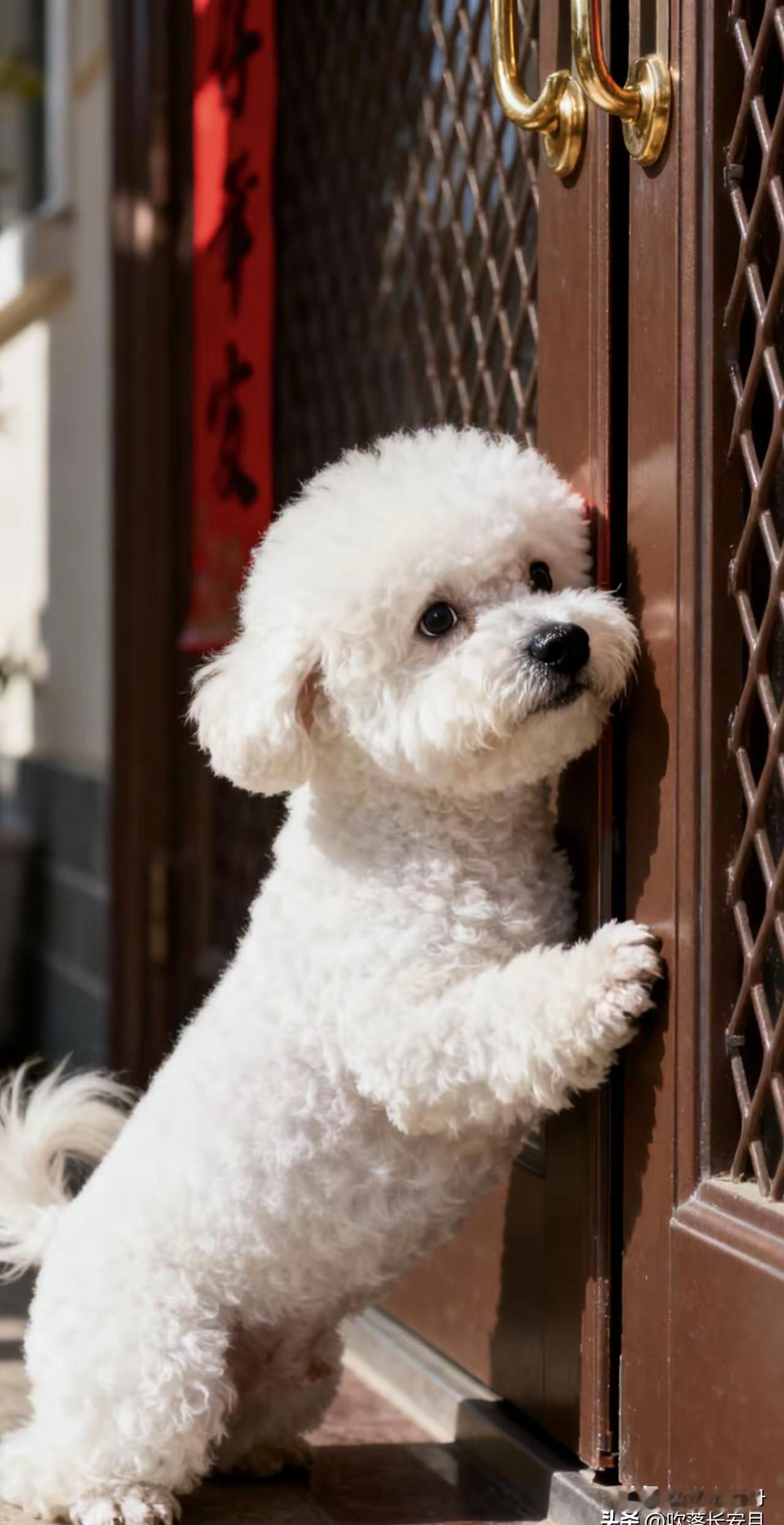 老想吃肉的小狗被赶出家门，趴在门上赖着不想离开。这只小狗是隔壁邻居搬家后遗留在楼