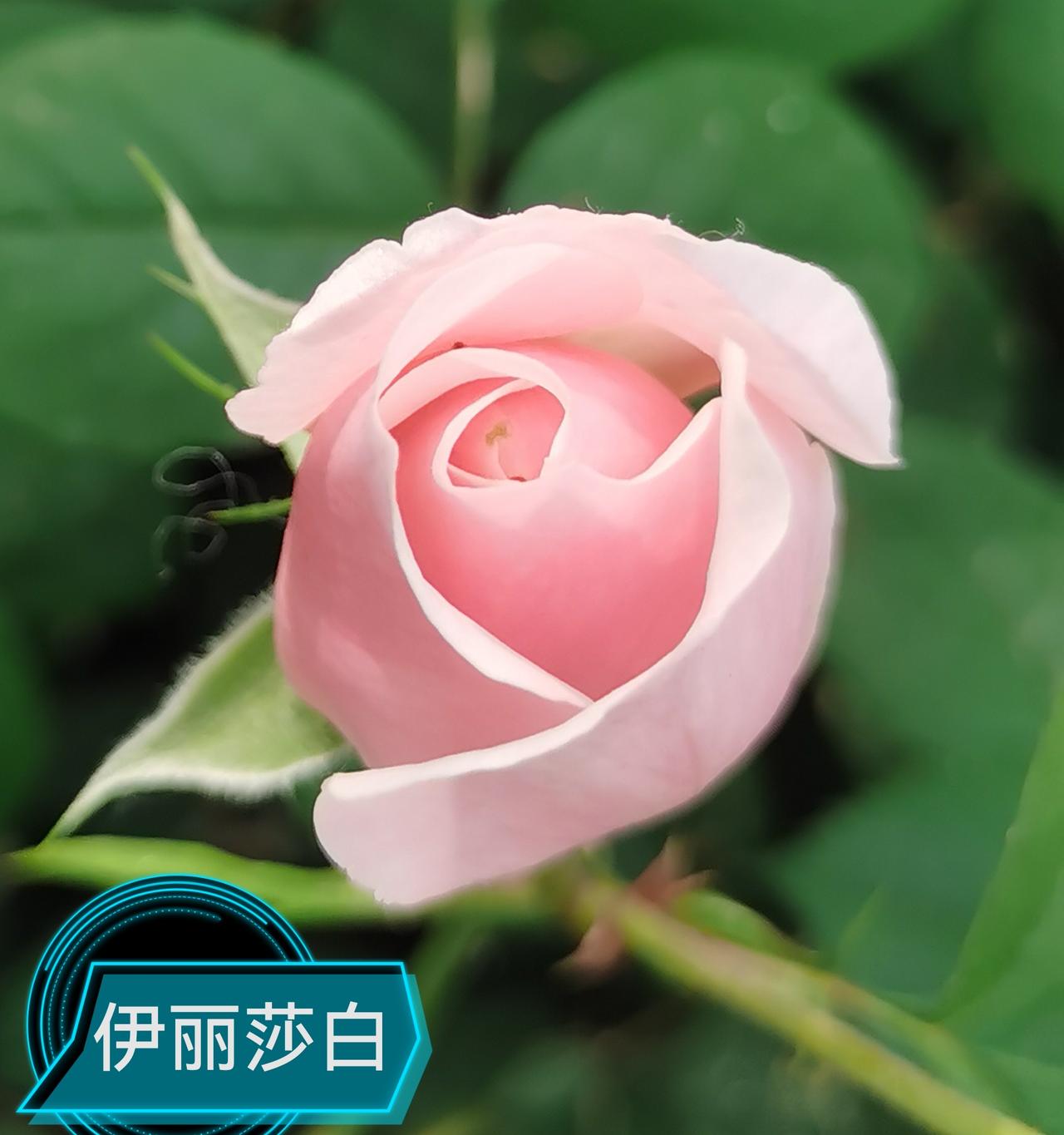 汉中金牛路盛开着美丽的月季花