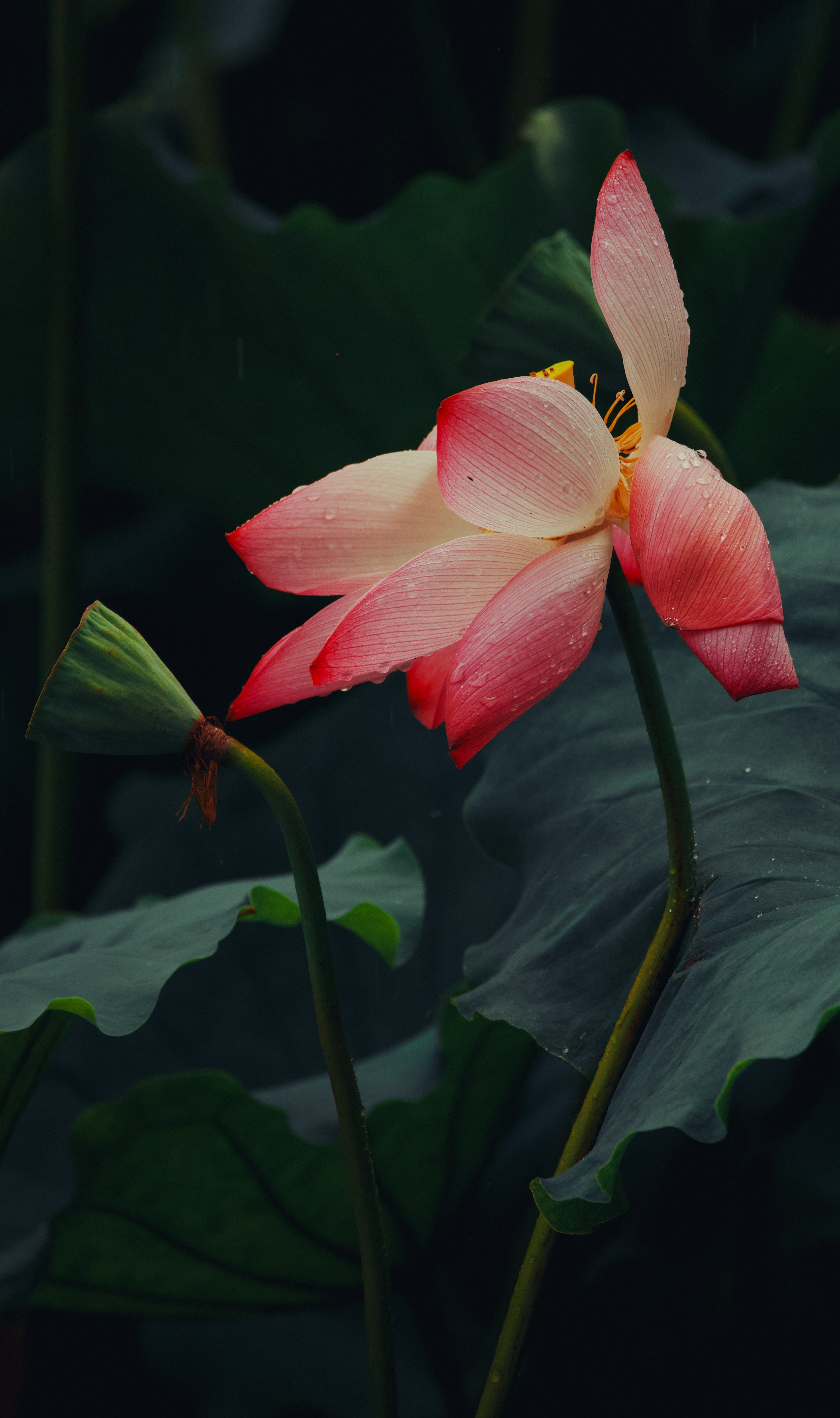 杭州荷花 夏雨荷🪷拍太多，挑花眼了。今天先凑个九宫格，明天继续