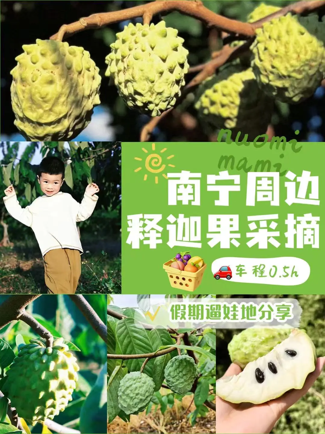 南宁周边｜市区出发0.5h实现释迦果自由🧺