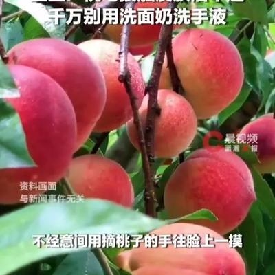“过敏人的噩梦！”6月15日报道，浙江杭州，一女子去桃园摘桃，脸上热出了不少汗，