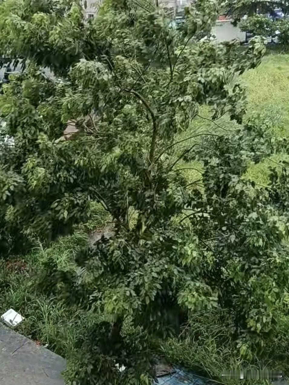 夏日生活打卡季枝繁叶茂的绿树静静伫立路边，层层叠叠的绿叶晕开深浅绿意。四周野草丛