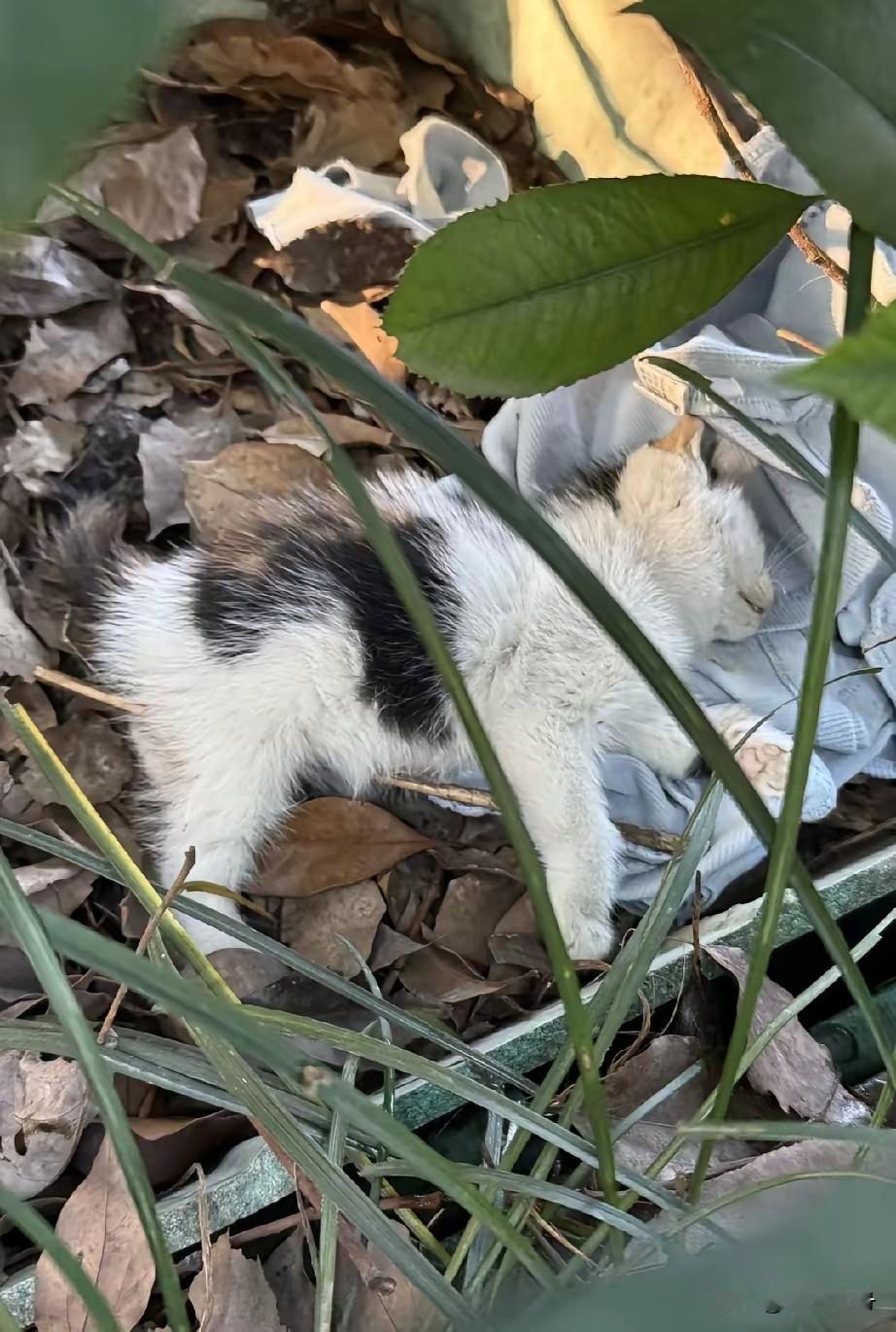 天气骤降小猫被活活冻死在路边草丛里。随着气温的下降，大猫还好知道在背风暖和的地方
