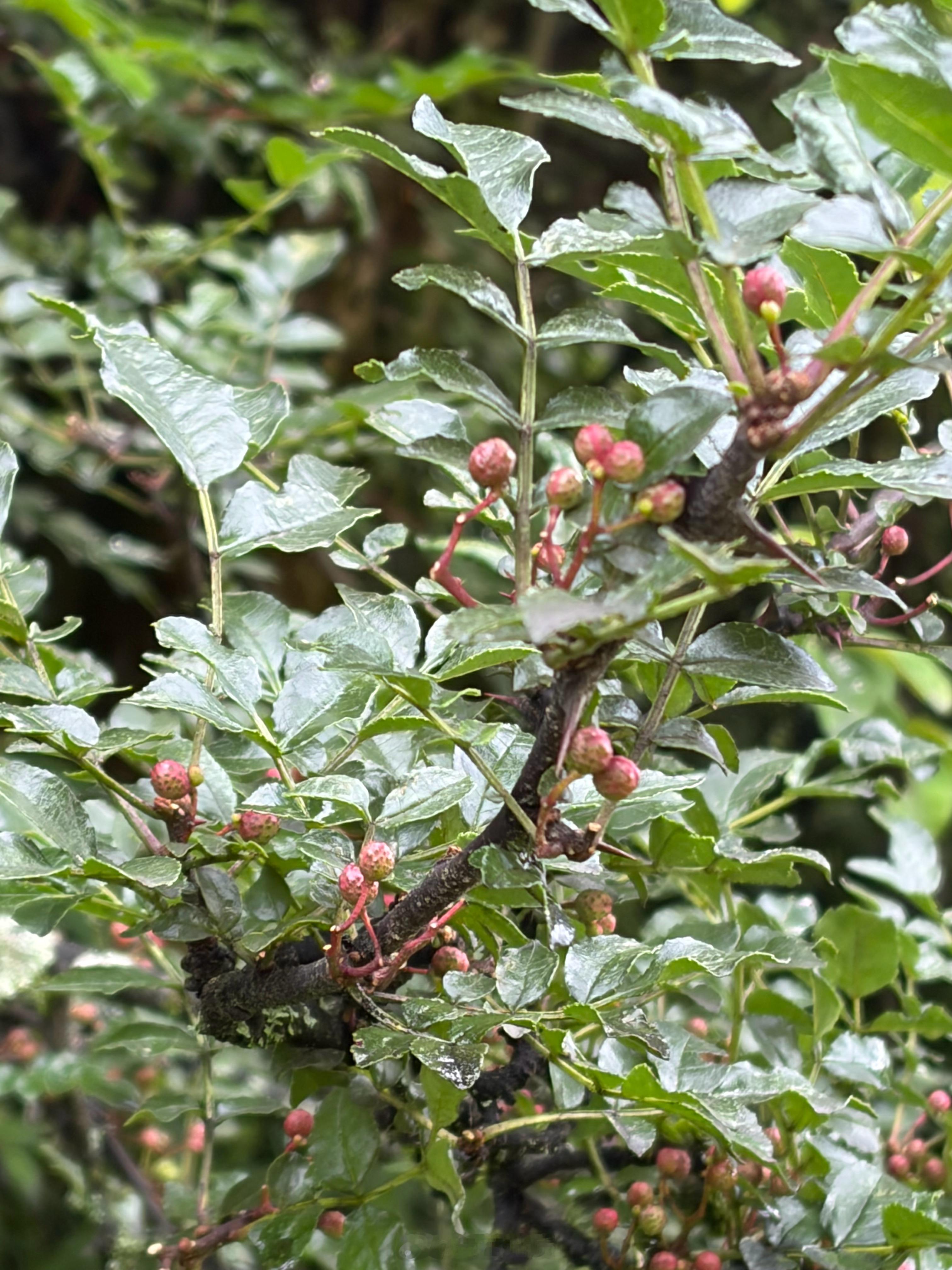 花椒 日喀则·热玛村